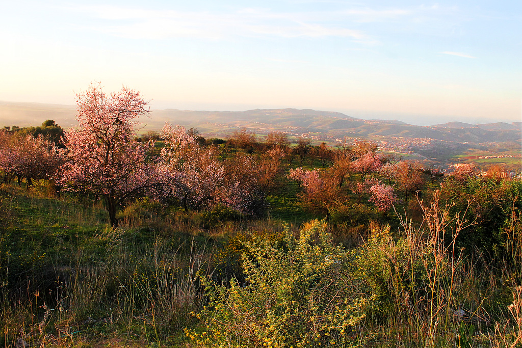 fleurs amandier.png+2