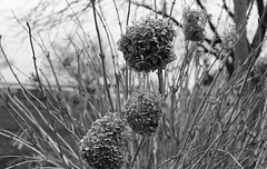 Dry hydrangea