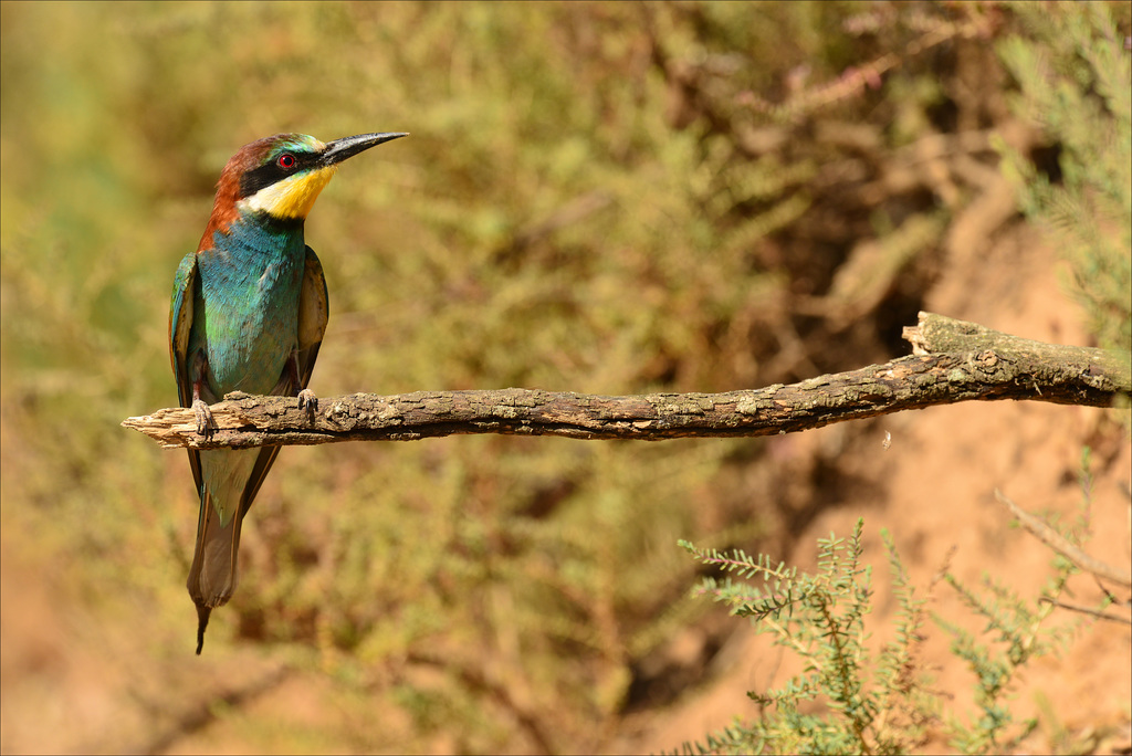 DSC Merops apiaster, Abelharuco4716