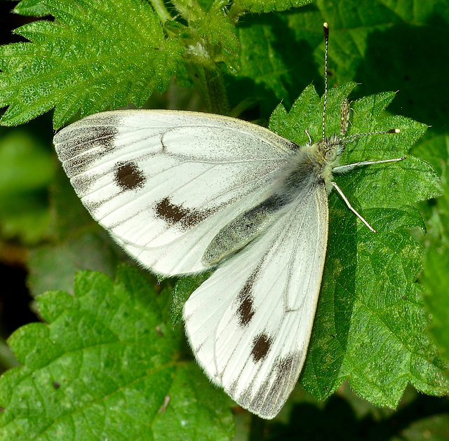 Small White. Pieris rapae