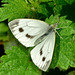 Small White. Pieris rapae