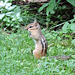 Chipmunk with damaged face