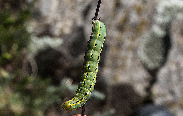 20170518 3321VRAw [A+H] Graue Moderholzeule (Xylena exsoleta), Neusiedler See