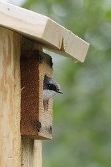 Tree Swallow