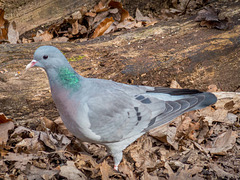 Stock dove.