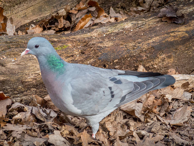 Stock dove.