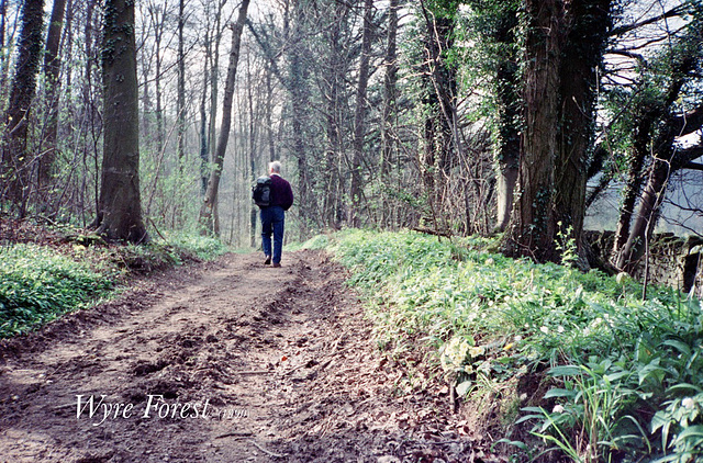 Wyre Forest (Scan from 1992)