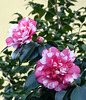 camellia