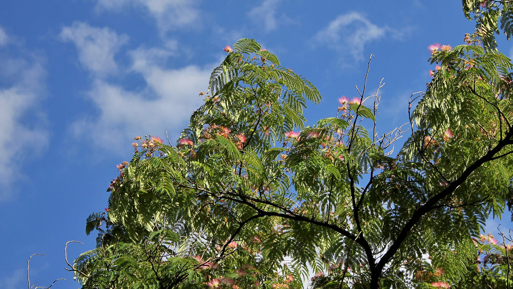 Albizia