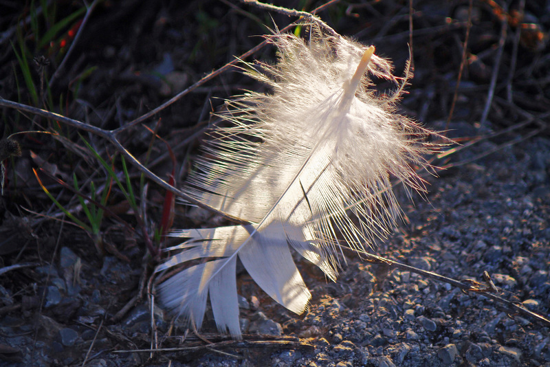 Plume dans la nature.