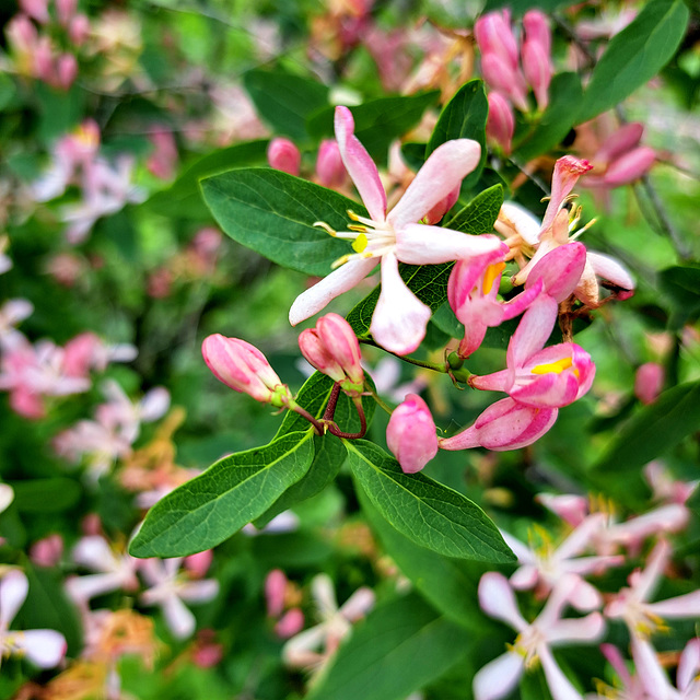 Tataren-Heckenkirsche (Lonicera tatarica)