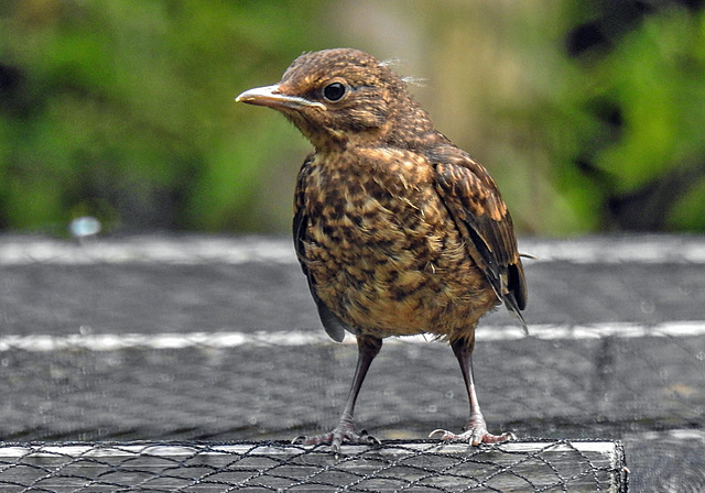 20230618 0993CPw [D~LIP] Amsel ( Turdus merula) [Schwarzdrossel] [JV], Bad Salzuflen