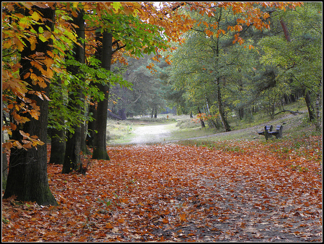 forest bench(Hbm)