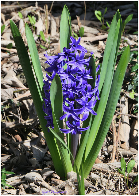 La Jacinthe Bleue ...