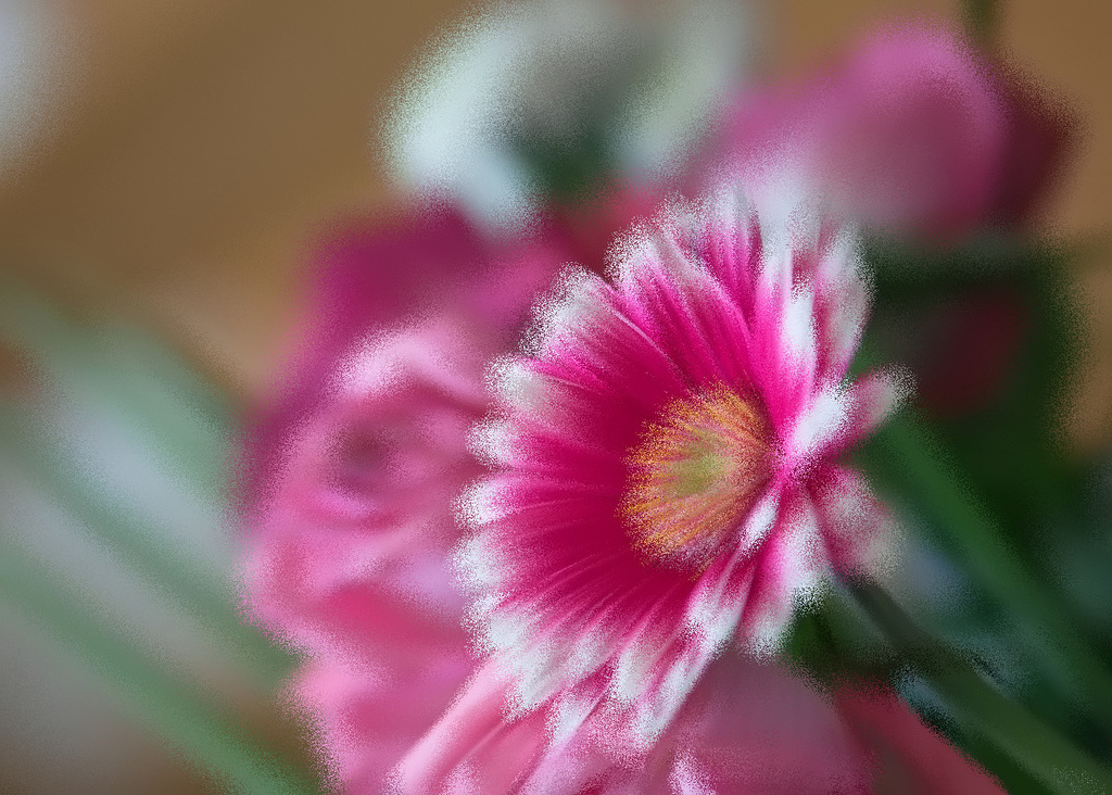 Gerbera Explosion.... DxO 1080