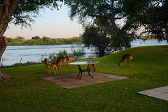 Zambia, Morning on the Bank of the River of Zambezi