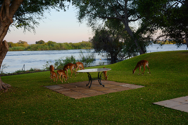 Zambia, Morning on the Bank of the River of Zambezi Zambia, Morning on the Bank of the River of Zambezi