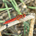 DSC 4519 Broad Scarlet m (Crocothemis erythraea)