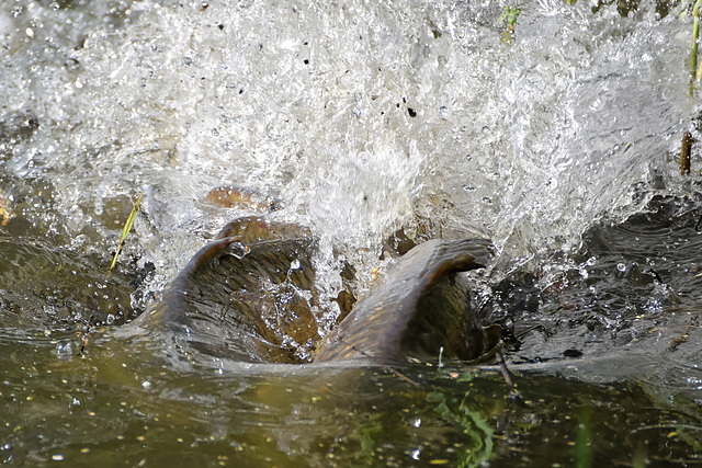 Carp Spawning