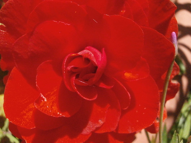 Begonia - gorgeous red