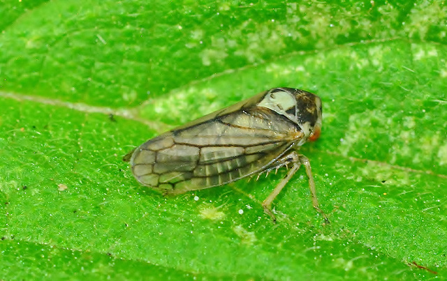 Very tiny Froghopper