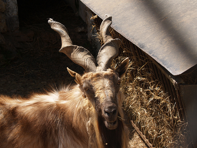 Винторогий Козел / The Markhor