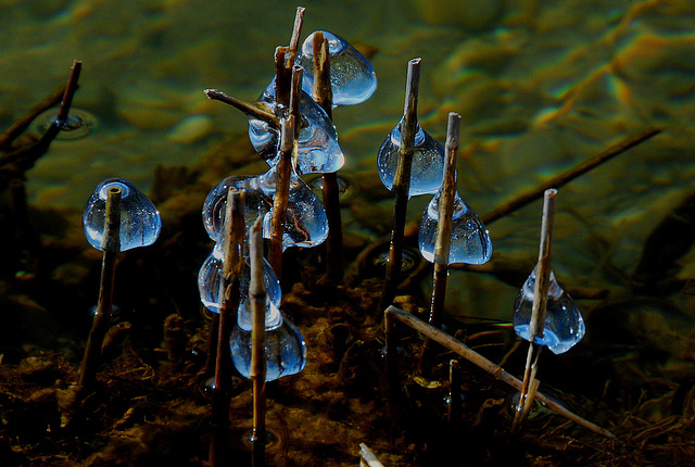 Blau leuchten die Eistropfen