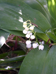 muguet du jardin