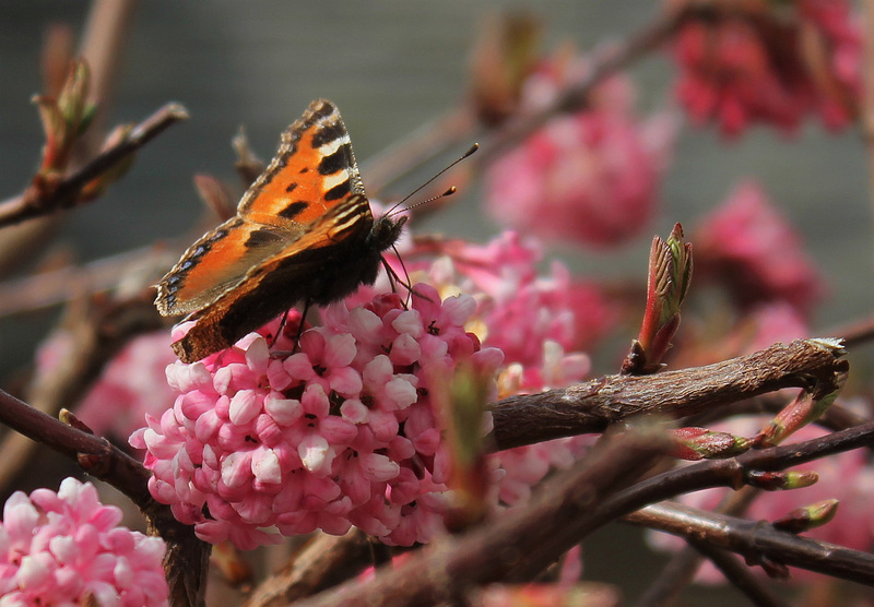 Vanesse de l'ortie- Aglais urticae