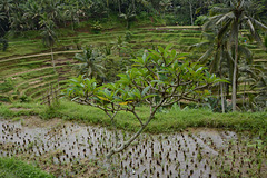 Indonesia, Bali, Tegallalang Rice Terraces