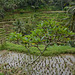 Indonesia, Bali, Tegallalang Rice Terraces