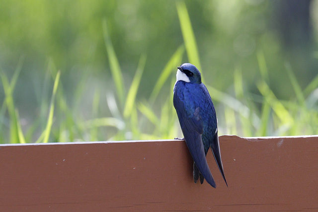 Tree Swallow