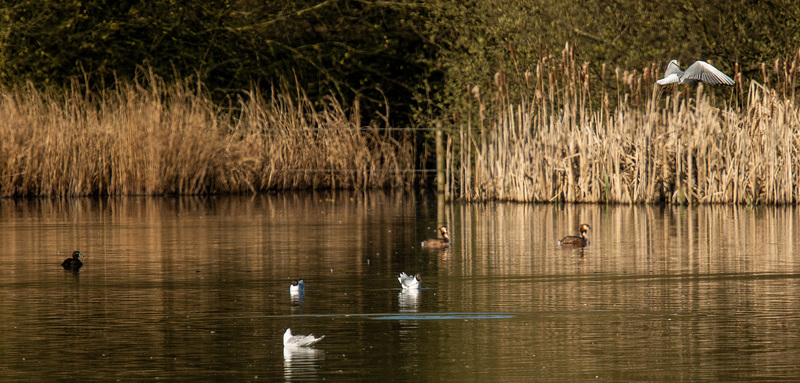 Great crested grebe at a distance