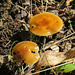 Shiny, orange mushrooms