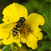 20210913 2848CPw [D~LIP] Fingerstrauch (Dasiphora fruticosa), Sumpfschwebfliege, Bad Salzuflen