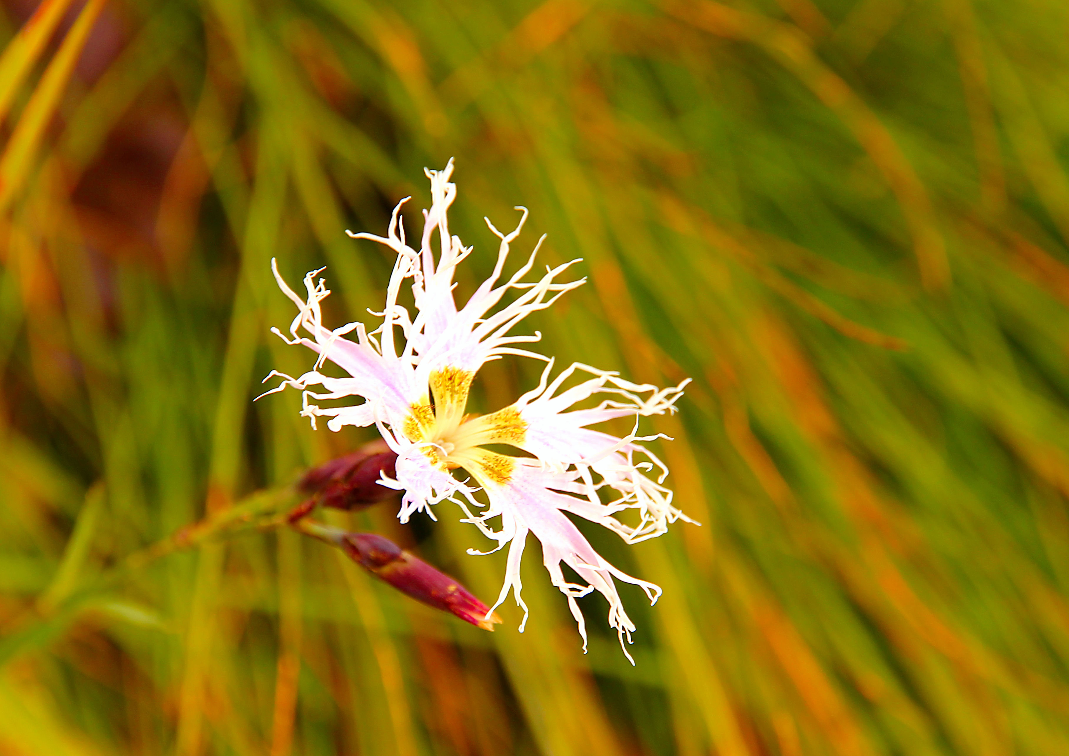 Prachtnelke - Dianthus superbus