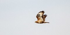 Buzzard