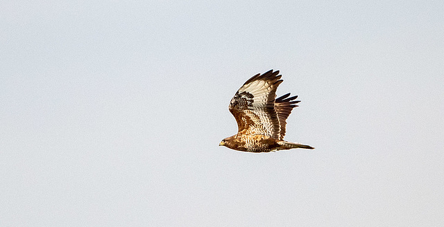 Buzzard