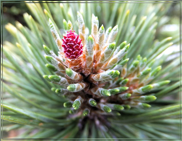 Bergkiefer (Pinus mugo) treibt aus - Weiblicher Zapfen.  ©UdoSm