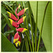 Heliconia rostrata Ruiz & Pav, Chiang Mai/Thailand