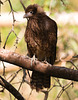 EF7A9005 Yellow headed Caracara