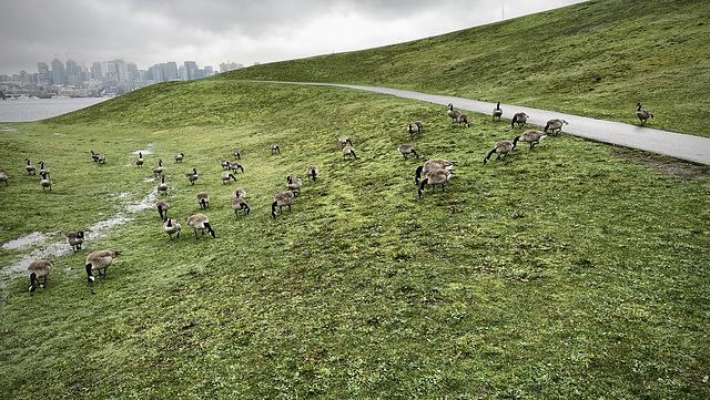 Canada Geese at Gas Works Park, Seattle