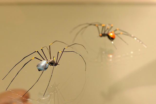 Glass spiders