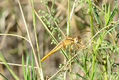 DSC 4515 Broad Scarlet f (Crocothemis erythraea)