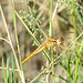 DSC 4515 Broad Scarlet f (Crocothemis erythraea)