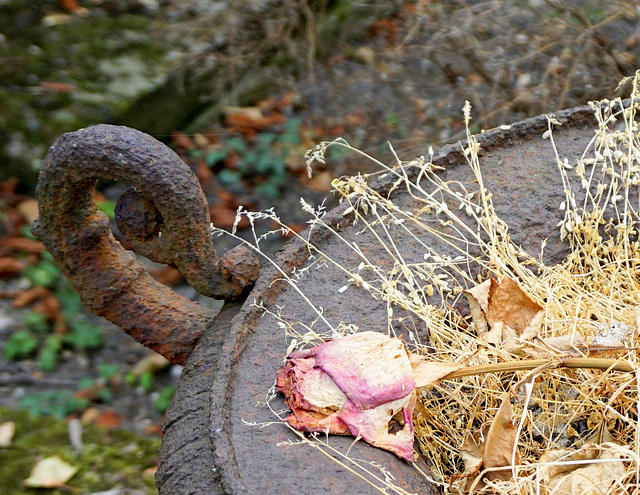 Rose in urn