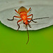 Soldier Beetle...on the edge