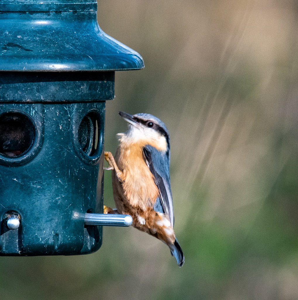 Nuthatch