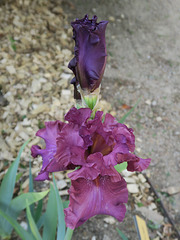 Iris 1, Oullins (France)