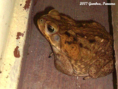 73 Cane Toad (Rhinella marina)